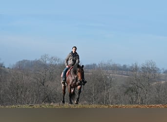 American Quarter Horse Mix, Wałach, 8 lat, 160 cm, Kasztanowatodereszowata