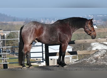 American Quarter Horse Mix, Wałach, 8 lat, 160 cm, Kasztanowatodereszowata