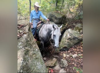 American Quarter Horse, Wałach, 8 lat, 160 cm, Siwa