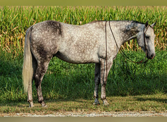 American Quarter Horse, Wałach, 8 lat, 160 cm, Siwa