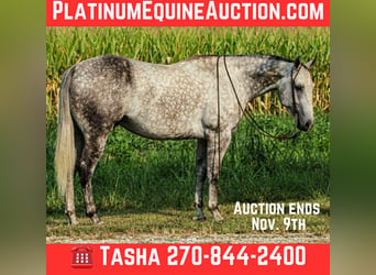 American Quarter Horse, Wałach, 8 lat, 160 cm, Siwa