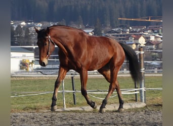 American Quarter Horse, Wałach, 8 lat, 162 cm, Gniada