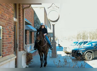 American Quarter Horse Mix, Wałach, 8 lat, 163 cm, Ciemnogniada