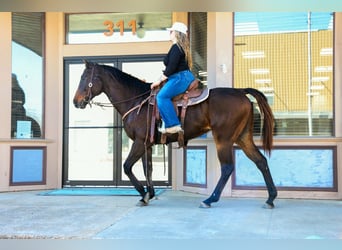 American Quarter Horse Mix, Wałach, 8 lat, 163 cm, Ciemnogniada