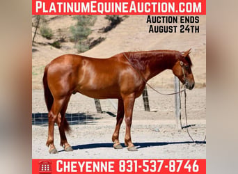 American Quarter Horse, Wałach, 8 lat, 163 cm, Cisawa