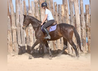 American Quarter Horse Mix, Wałach, 8 lat, 163 cm, Gniada