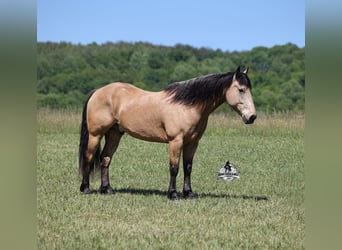 American Quarter Horse, Wałach, 8 lat, 163 cm, Jelenia
