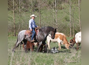 American Quarter Horse, Wałach, 8 lat, 163 cm, Karodereszowata