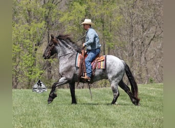 American Quarter Horse, Wałach, 8 lat, 163 cm, Karodereszowata