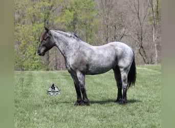 American Quarter Horse, Wałach, 8 lat, 163 cm, Karodereszowata