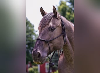 American Quarter Horse, Wałach, 8 lat, 163 cm, Karodereszowata