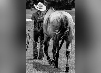 American Quarter Horse, Wałach, 8 lat, 163 cm, Karodereszowata