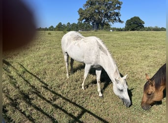 American Quarter Horse, Wałach, 8 lat, 163 cm, Siwa