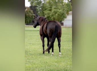 American Quarter Horse, Wałach, 8 lat, 165 cm, Kara