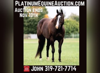 American Quarter Horse, Wałach, 8 lat, 165 cm, Kara