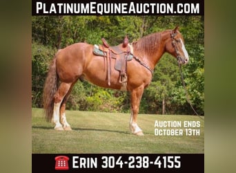 American Quarter Horse, Wałach, 8 lat, 173 cm, Ciemnokasztanowata