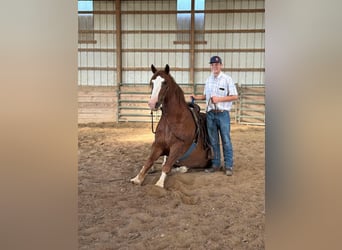American Quarter Horse, Wałach, 8 lat, 173 cm, Ciemnokasztanowata