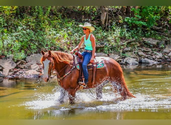 American Quarter Horse, Wałach, 8 lat, 173 cm, Ciemnokasztanowata