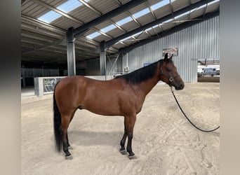 American Quarter Horse, Wałach, 8 lat, Ciemnogniada
