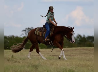 American Quarter Horse, Wałach, 8 lat, Cisawa