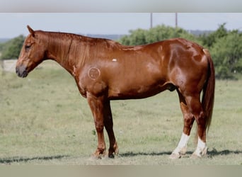 American Quarter Horse, Wałach, 8 lat, Cisawa