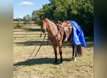 American Quarter Horse, Wałach, 8 lat, Gniadodereszowata