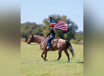 American Quarter Horse, Wałach, 8 lat, Gniadodereszowata