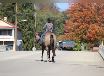 American Quarter Horse, Wałach, 8 lat, Grullo