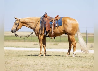 American Quarter Horse, Wałach, 8 lat, Izabelowata