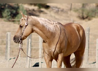 American Quarter Horse, Wałach, 8 lat, Izabelowata