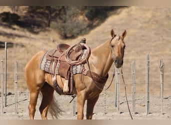American Quarter Horse, Wałach, 8 lat, Izabelowata