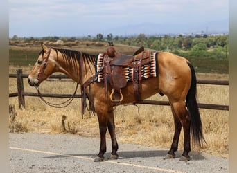 American Quarter Horse, Wałach, 8 lat, Jelenia