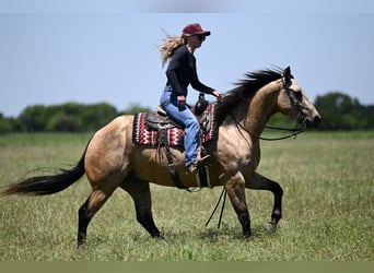 American Quarter Horse, Wałach, 8 lat, Jelenia