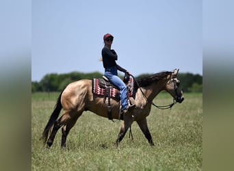 American Quarter Horse, Wałach, 8 lat, Jelenia