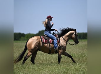 American Quarter Horse, Wałach, 8 lat, Jelenia