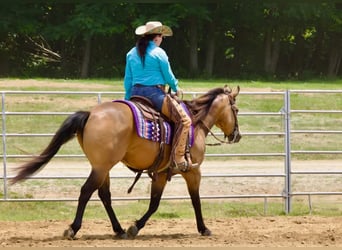 American Quarter Horse, Wałach, 8 lat, Jelenia