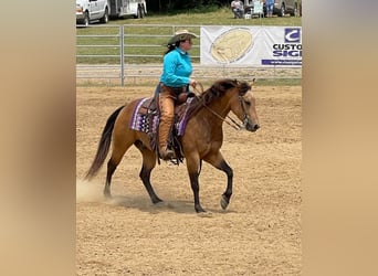 American Quarter Horse, Wałach, 8 lat, Jelenia