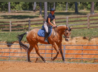 American Quarter Horse, Wałach, 8 lat, Jelenia