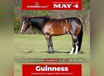 American Quarter Horse, Wałach, 8 lat, Kara