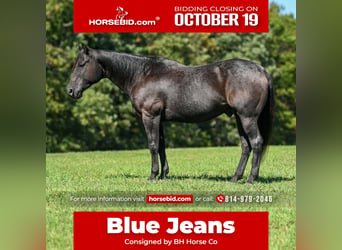 American Quarter Horse, Wałach, 8 lat, Karodereszowata