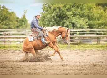 American Quarter Horse, Wałach, 8 lat, Kasztanowata