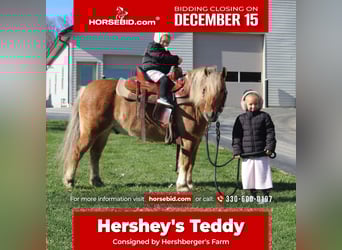 American Quarter Horse Mix, Wałach, 9 lat, 132 cm, Jelenia