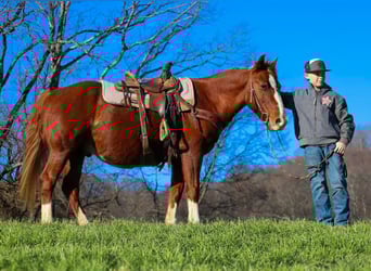 American Quarter Horse, Wałach, 9 lat, 142 cm, Cisawa