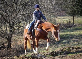 American Quarter Horse, Wałach, 9 lat, 142 cm, Cisawa