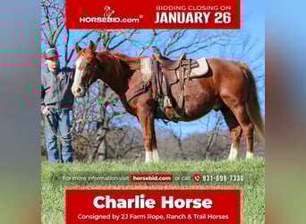 American Quarter Horse, Wałach, 9 lat, 142 cm, Cisawa