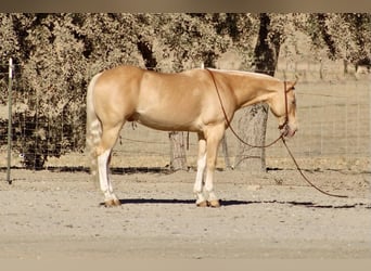 American Quarter Horse, Wałach, 9 lat, 142 cm, Izabelowata