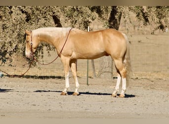 American Quarter Horse, Wałach, 9 lat, 142 cm, Izabelowata