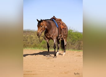 American Quarter Horse, Wałach, 9 lat, 142 cm, Jelenia