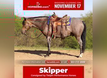 American Quarter Horse, Wałach, 9 lat, 142 cm, Jelenia