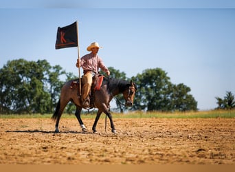 American Quarter Horse, Wałach, 9 lat, 142 cm, Jelenia